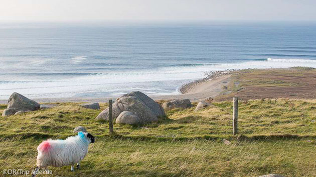 Découvrez l'Irlande pendant votre séjour surf